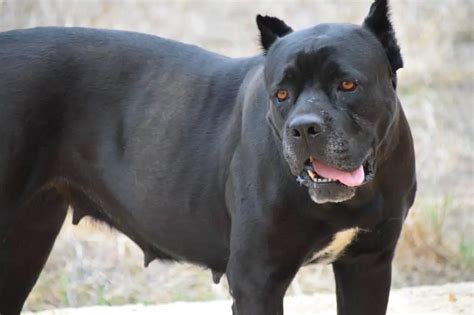 american bandogge price|american bandogge bite force.